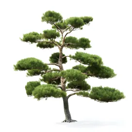 Pine bonsai 2